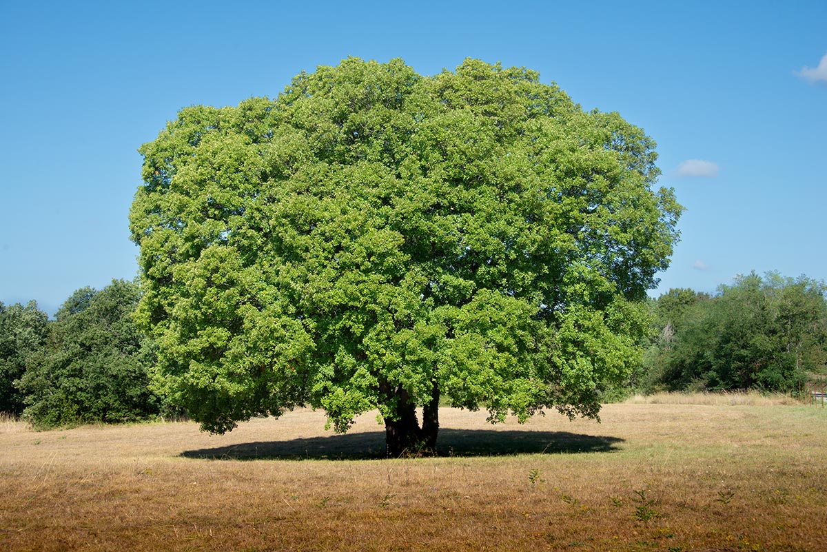 Habitus